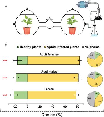 Volatiles from cotton aphid (Aphis gossypii) infested plants attract the natural enemy Hippodamia variegata